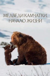 Медведи Камчатки. Начало жизни