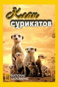 National Geographic. Клан сурикатов